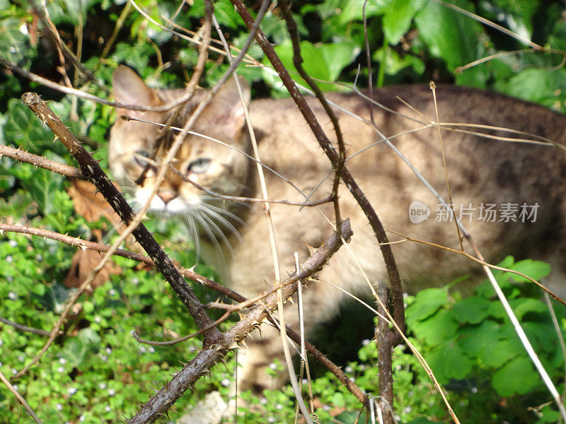 背景是一只棕色的宠物猫，正在捕猎/围捕小鸟